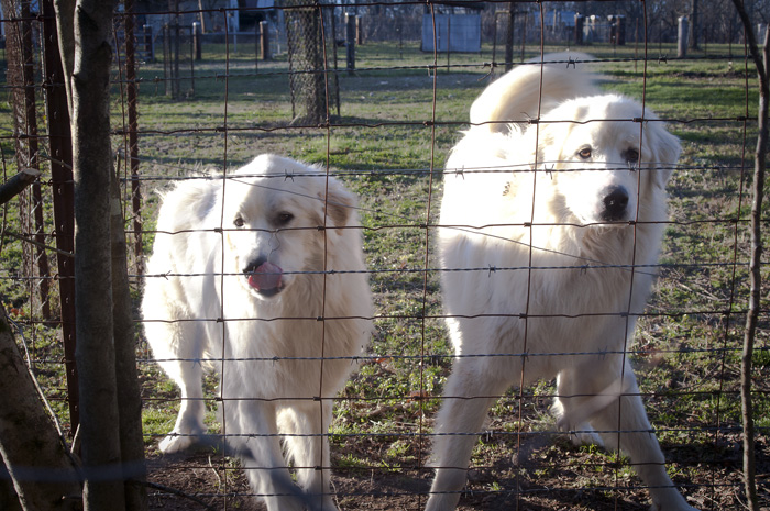 020313_9TheWhiteDogsR