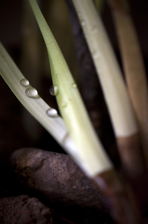 020713_13PaperwhitesR