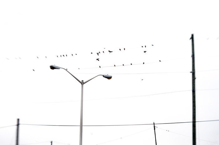 021213_18BirdsOnAWireR