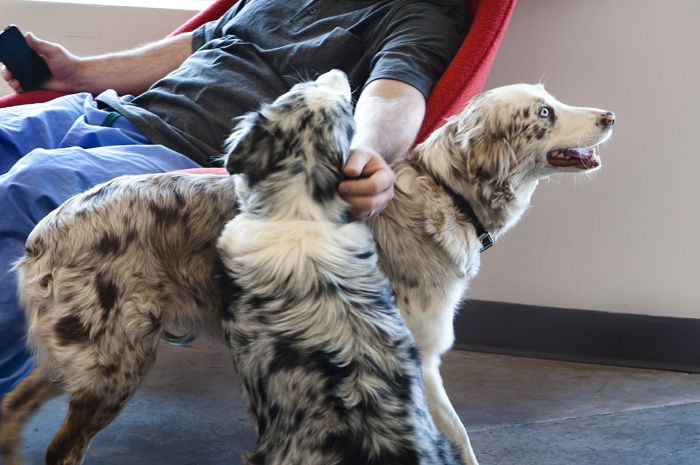 022713_33DogsSmartFurnir