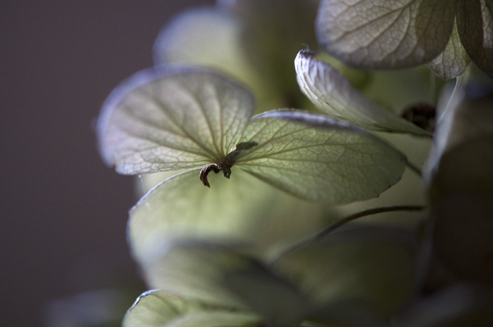 030913_43HydrangaPetalR