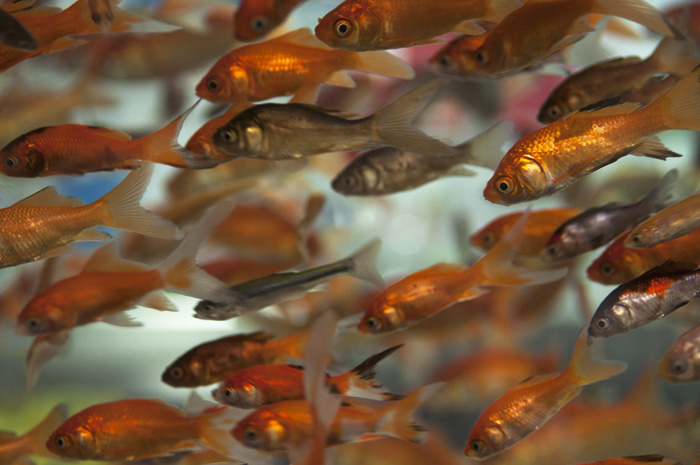 041313_78FishSchoolR