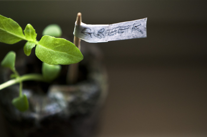 042613_91GreekBasilR