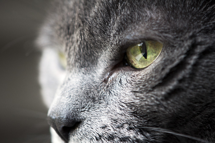 042713_92EyeOfTheKittyR