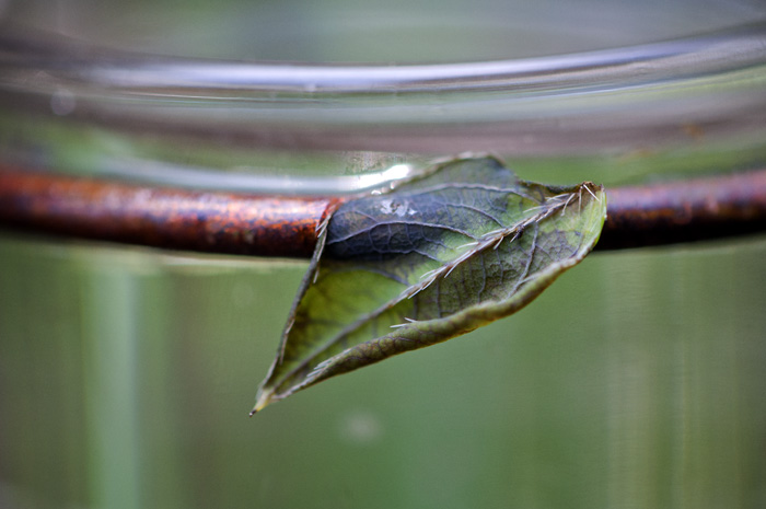 050513_100FallenLeafR