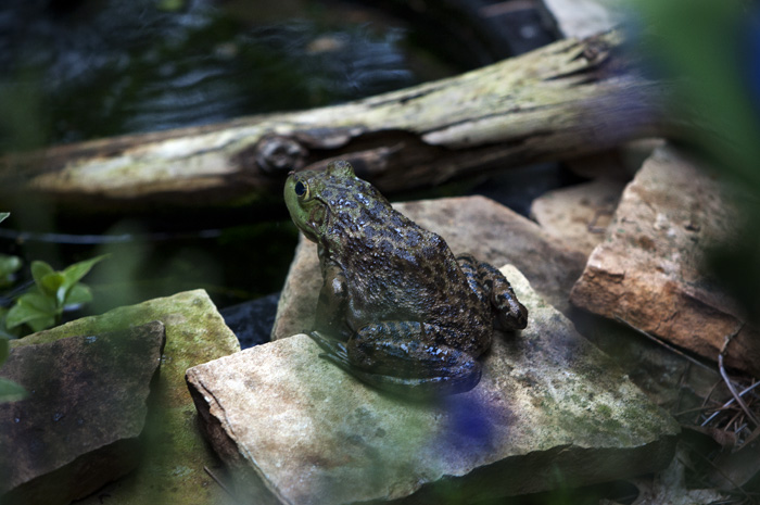 051713_112HuntingFliesRg