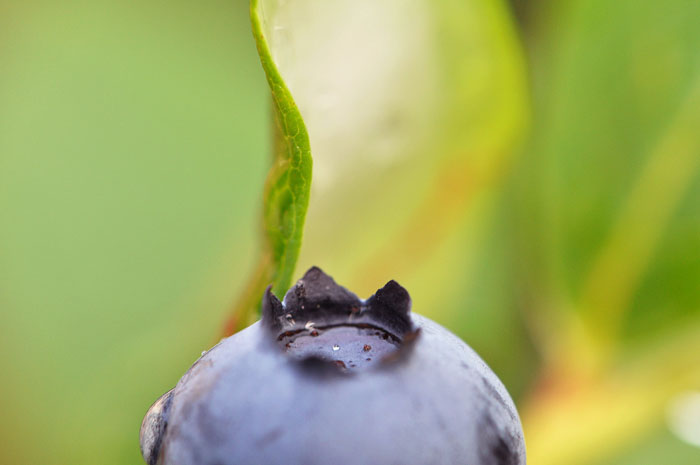 060613_132BlueberryHillR