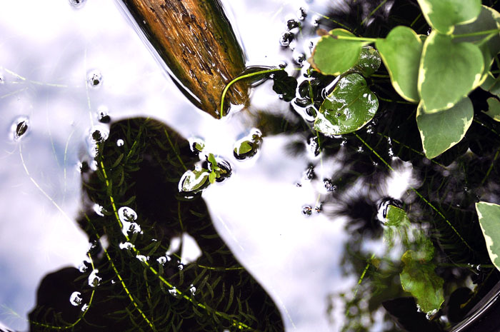 060713_133SelfPortraitWithPondR