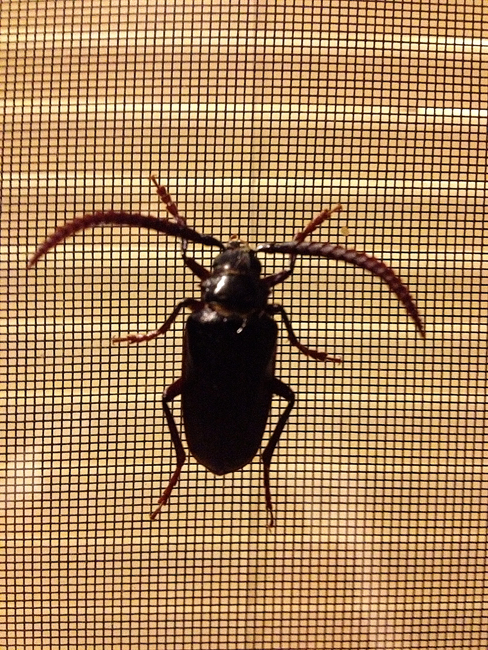 062413_150BeetleManiaR