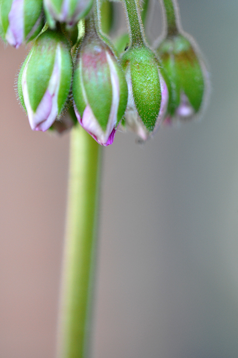 062913_155GeraniumJewelsR