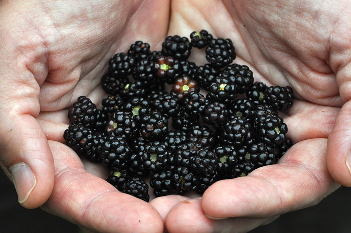 070113_157BumperCropR