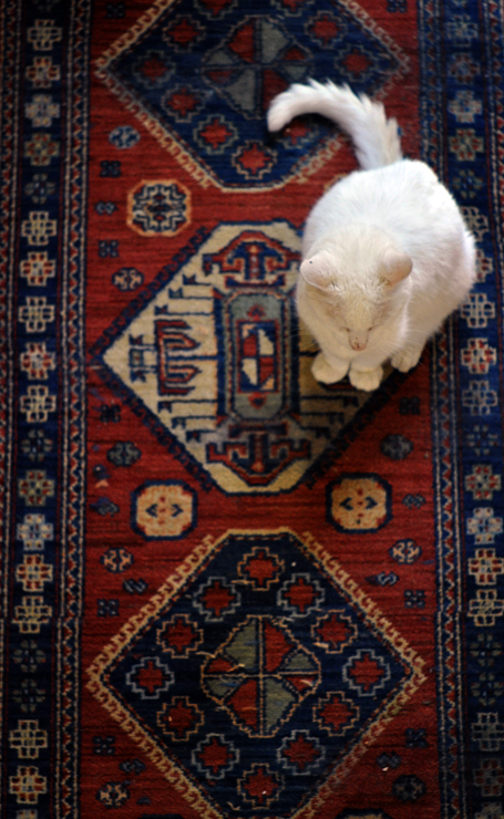 073013_186AnjellicleCATR