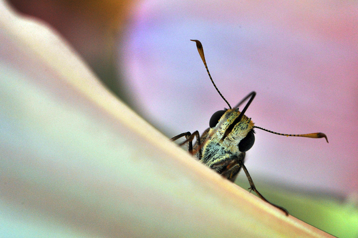 080413_191PollenLoverR