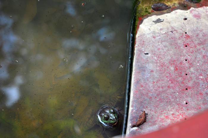 082413_211WeFoundHimR