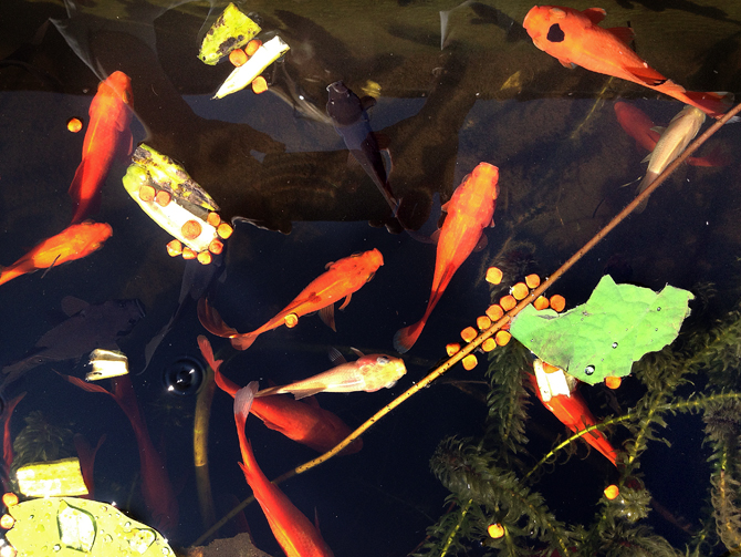 090313_221ChooChooFishR