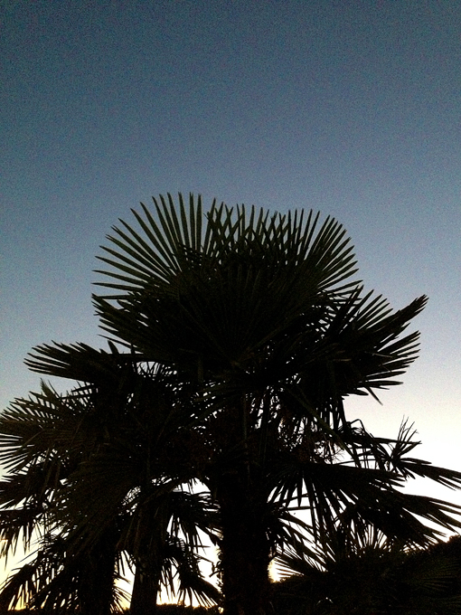 092313_241ScottsboroPalmTreeR