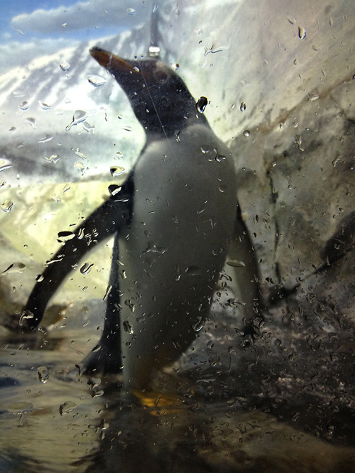 110213_281ThePenguinR