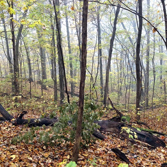 111613_295FoggyHikeR