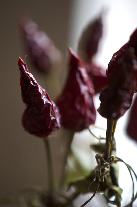 122713_336EdibleButHotR